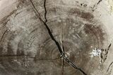Long Polished Petrified Tropical Hardwood Limb - Texas #163733-1
